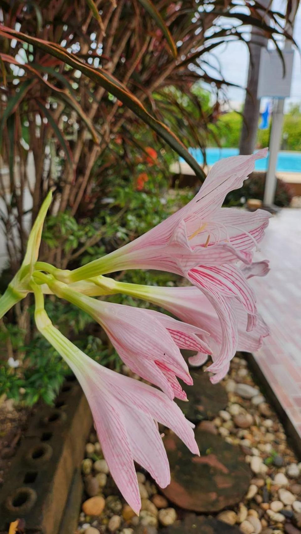 Nuch'S Apple Guest House Si Bun Ruang ภายนอก รูปภาพ